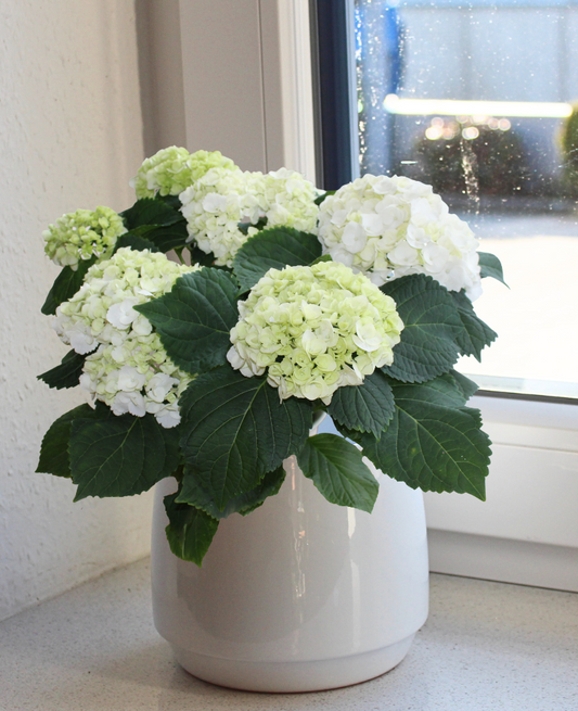 Hortensie "Mathilda"