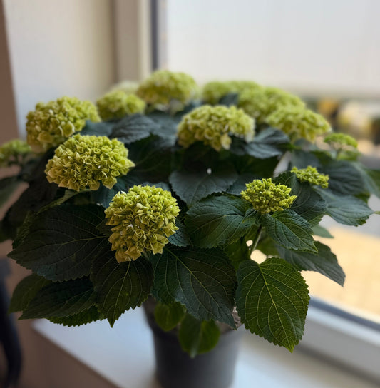 Hortensie "Charlotte"