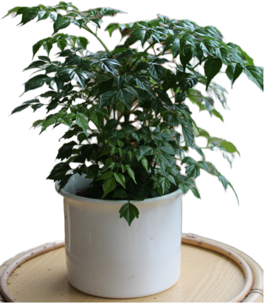 Rademachera "Solenya"