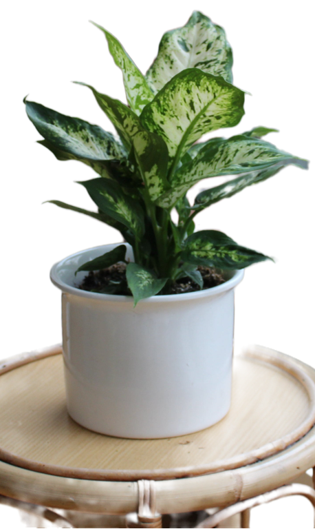 Dieffenbachia compacta "Marilla"