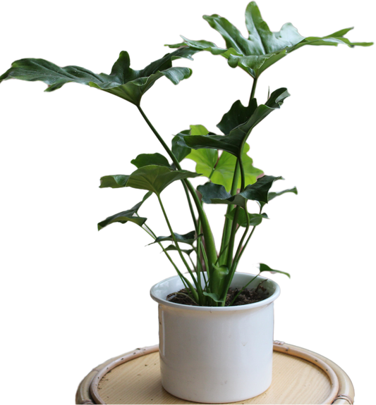 Philodendron bipinnatifidum "Maliora"