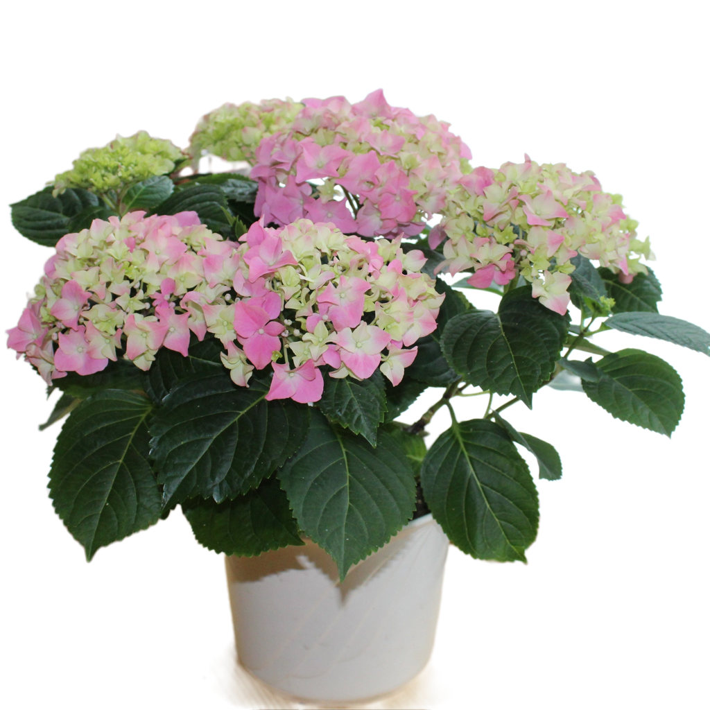 Hortensie "Mathilda"