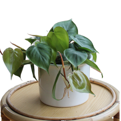 Philodendron scandens "Amea"