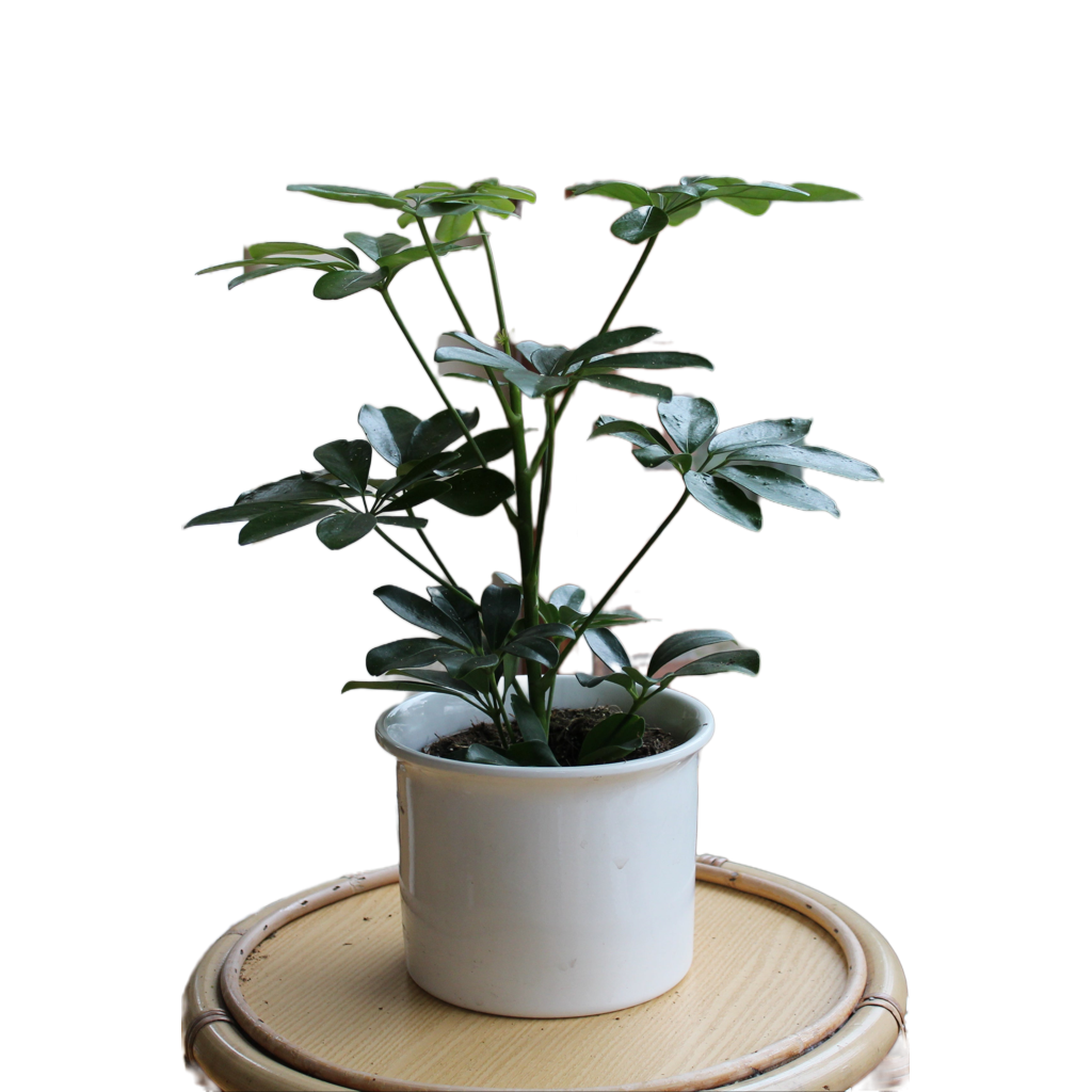 Schefflera grün "Nalea"