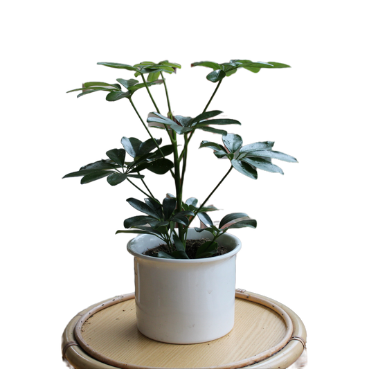Schefflera grün "Nalea"