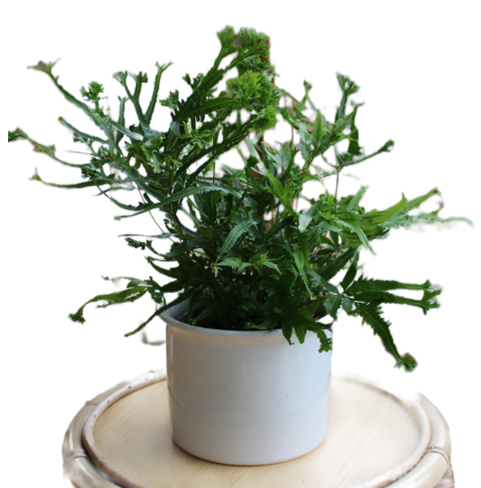 Pteris cretica wimsetti "Arelia"