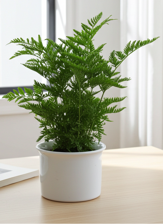 Pteris cretica Straminea"Selima"