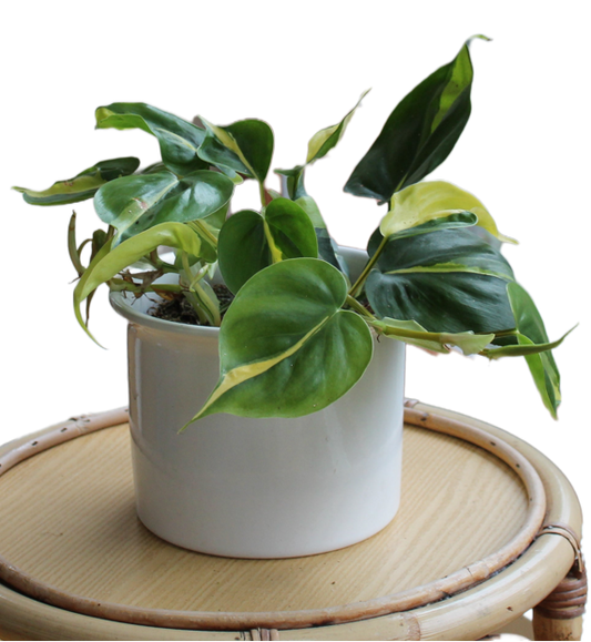 Epipremnum pinnatum "Lunara"