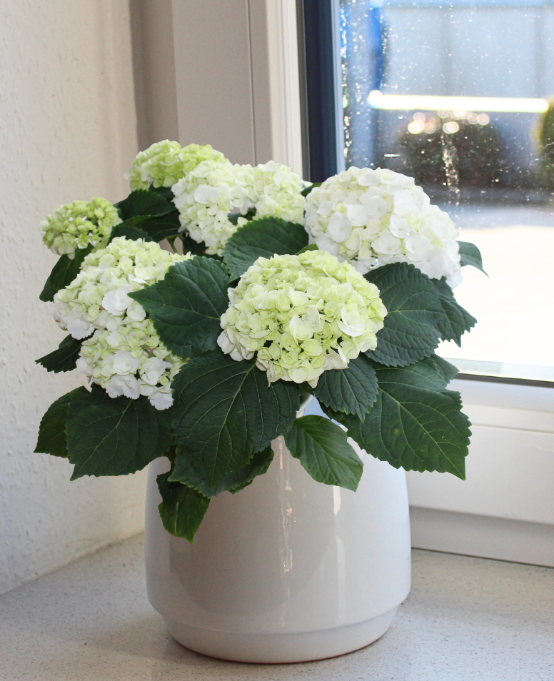 Hortensie "Mathilda"