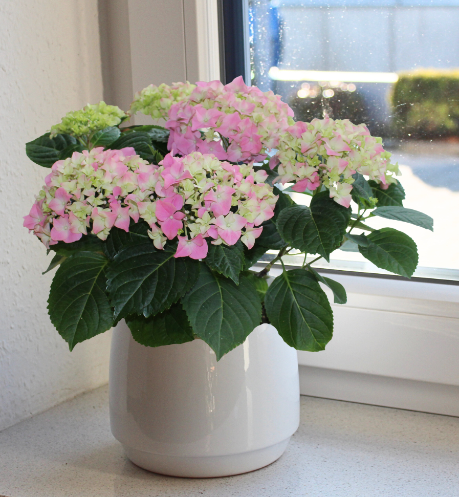 Hortensie "Mathilda"