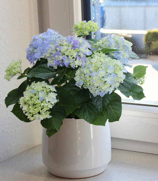 Hortensie "Mathilda"