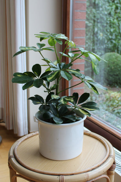 Schefflera "Riva"