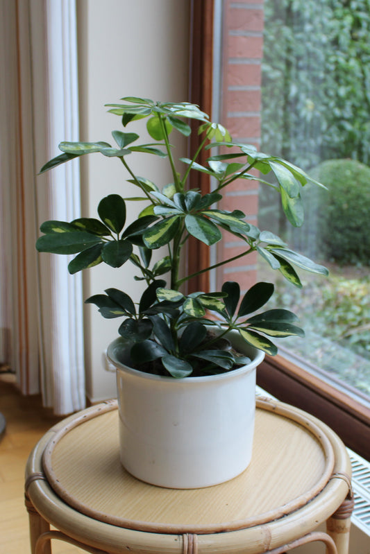 Schefflera "Riva"