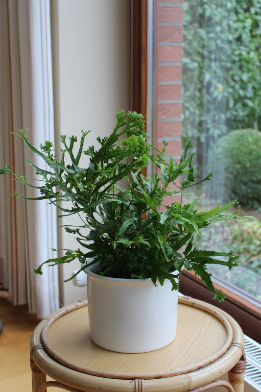 Pteris cretica wimsetti "Arelia"