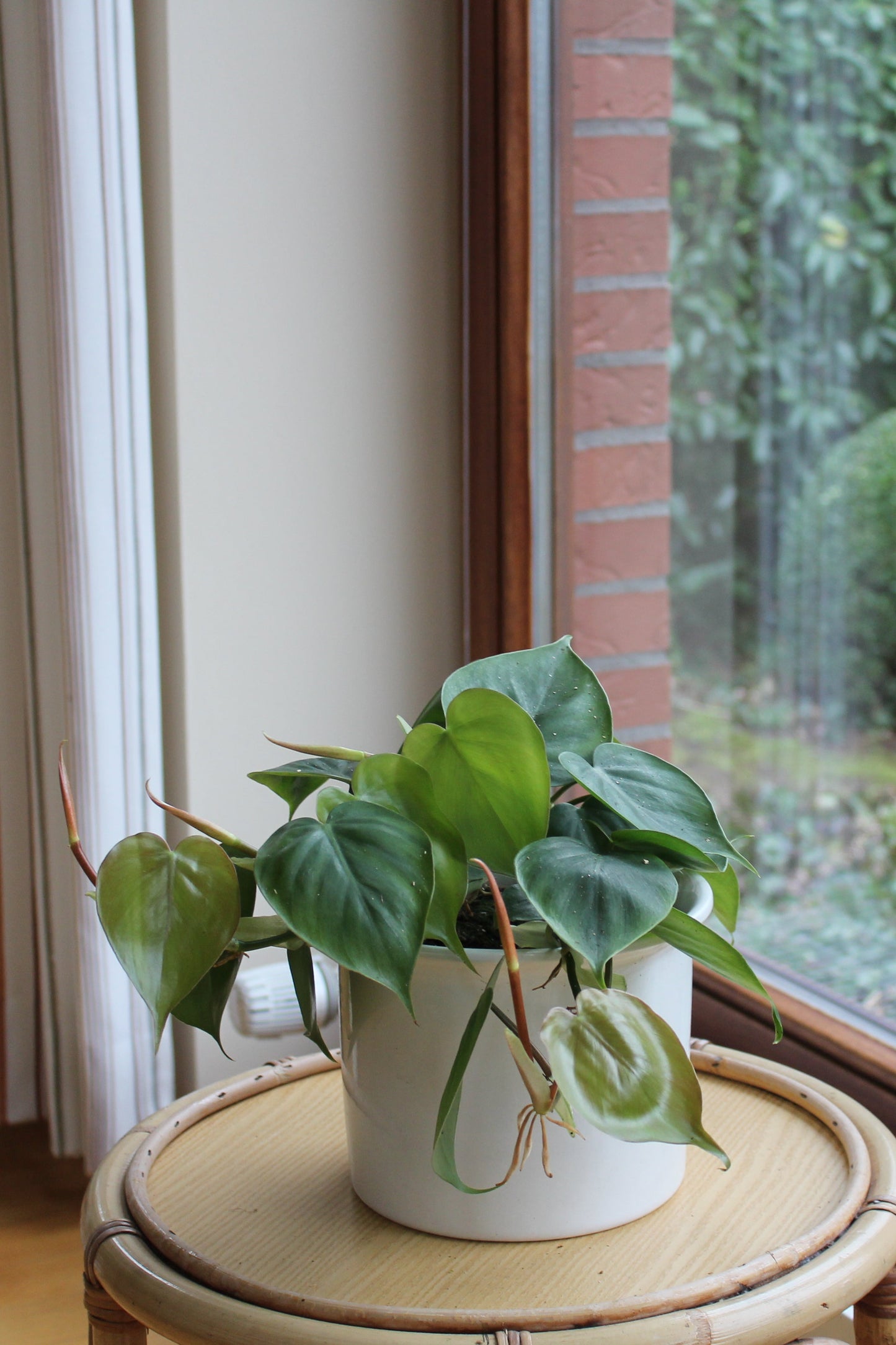 Philodendron scandens "Amea"