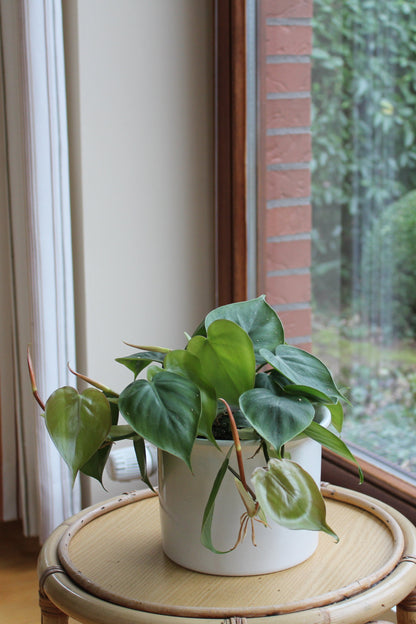 Philodendron scandens "Amea"