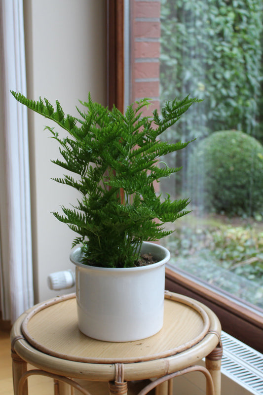 Pteris cretica Straminea"Selima"