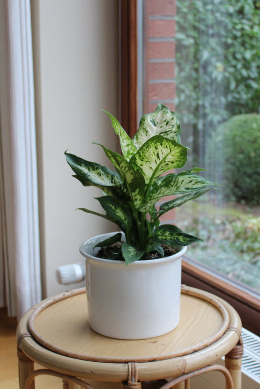 Dieffenbachia compacta "Marilla"