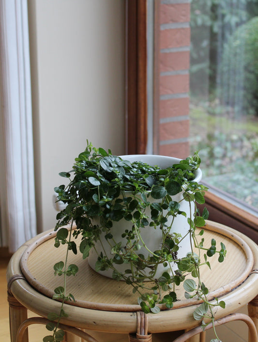 Pilea depressa "Mira"