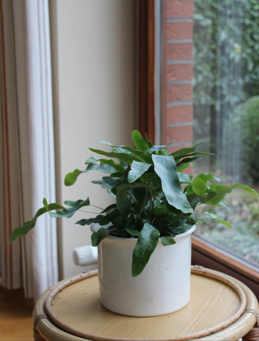 Phlebodium aureum "Azura"