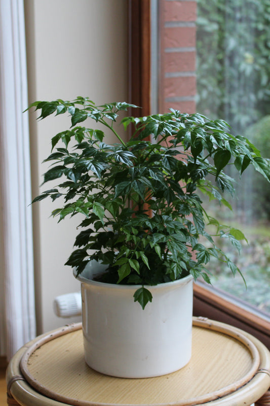 Rademachera "Solenya"