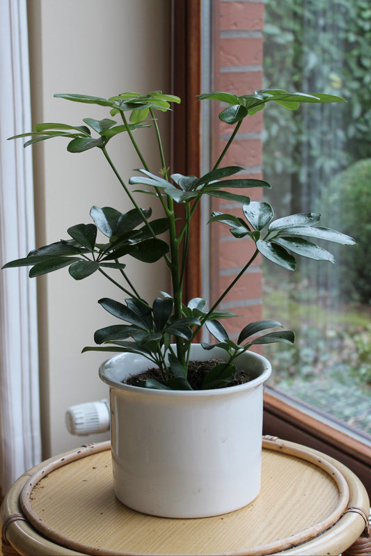 Schefflera grün "Nalea"