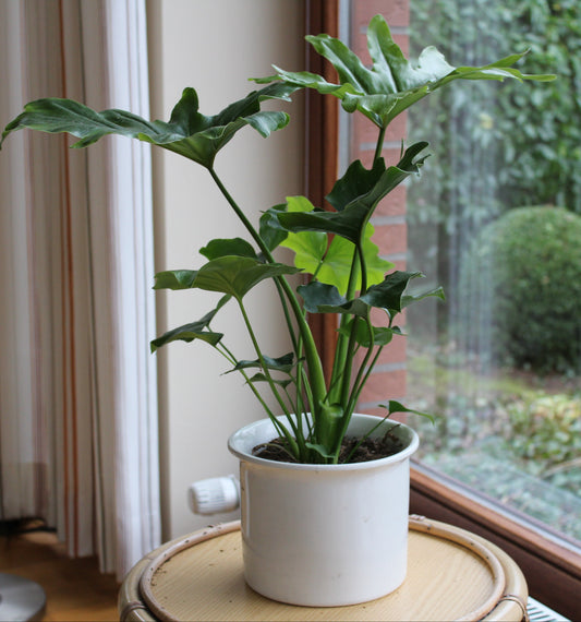 Philodendron bipinnatifidum "Maliora"