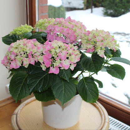 Hortensie "Mathilda"