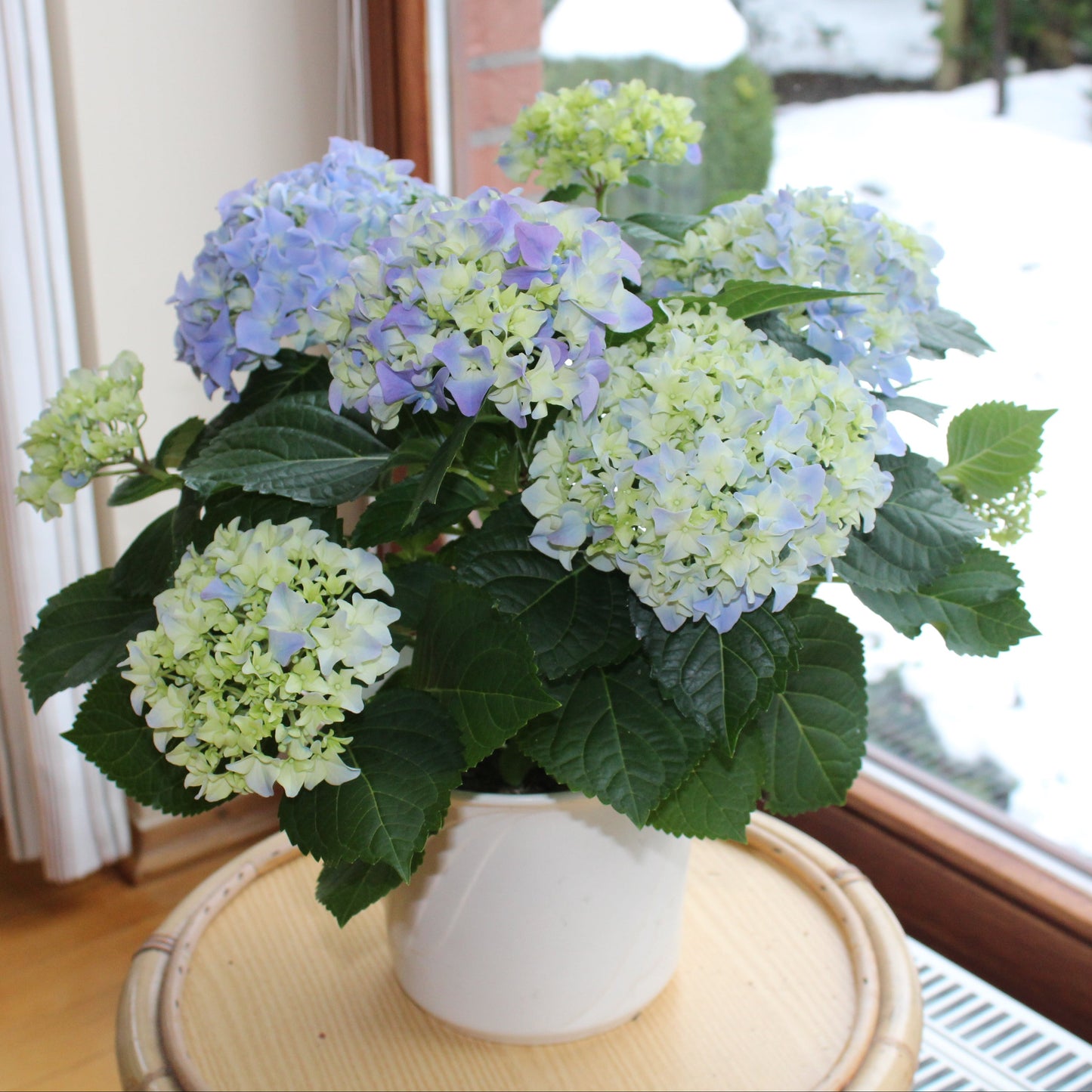 Hortensie "Mathilda"