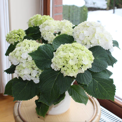 Hortensie "Mathilda"