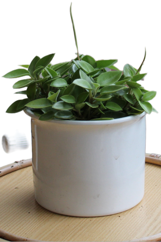 Peperomia species "Nolani"
