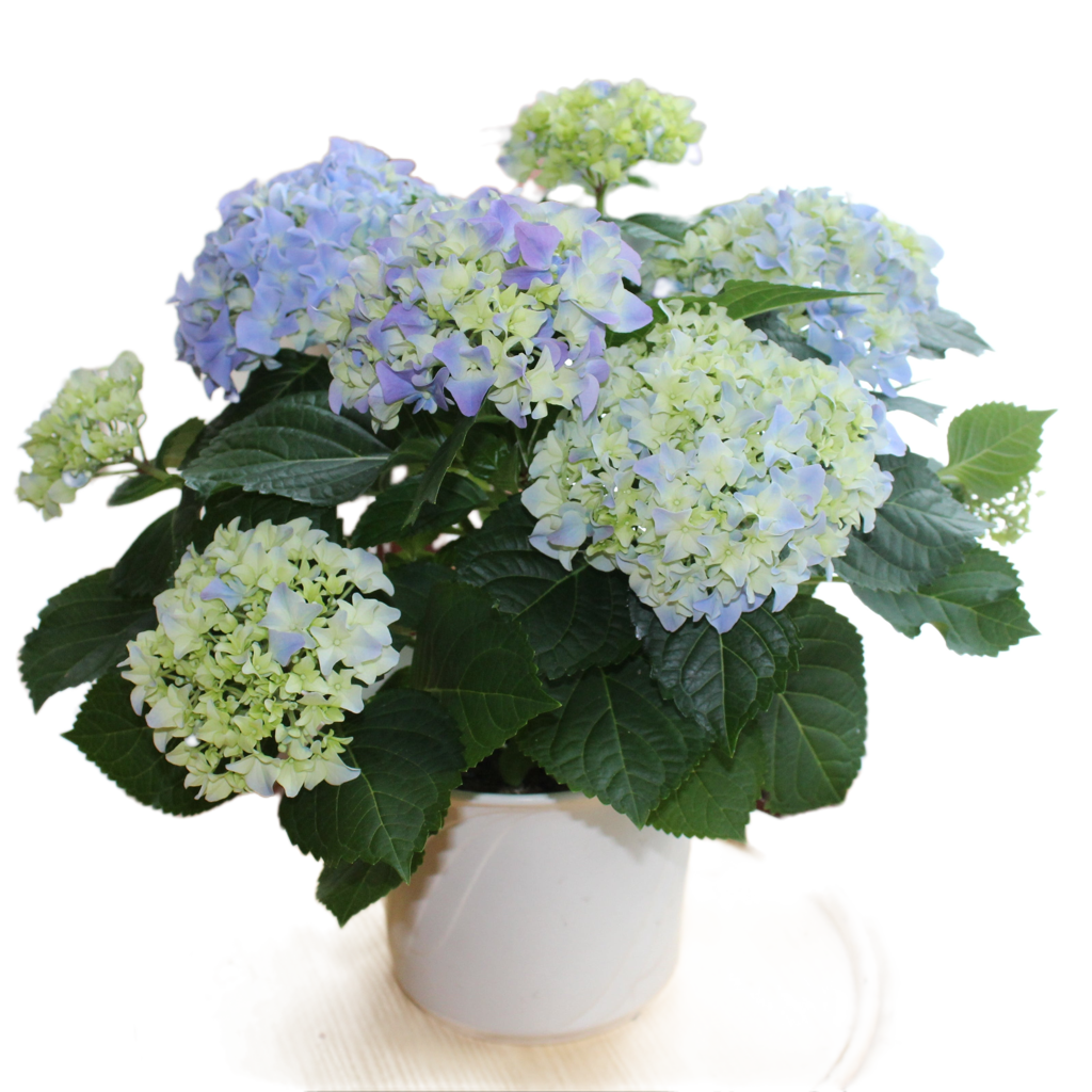 Hortensie "Mathilda"