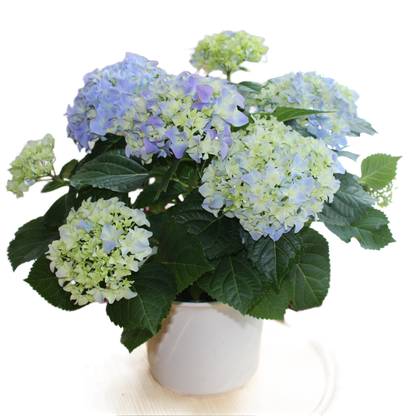 Hortensie "Mathilda"