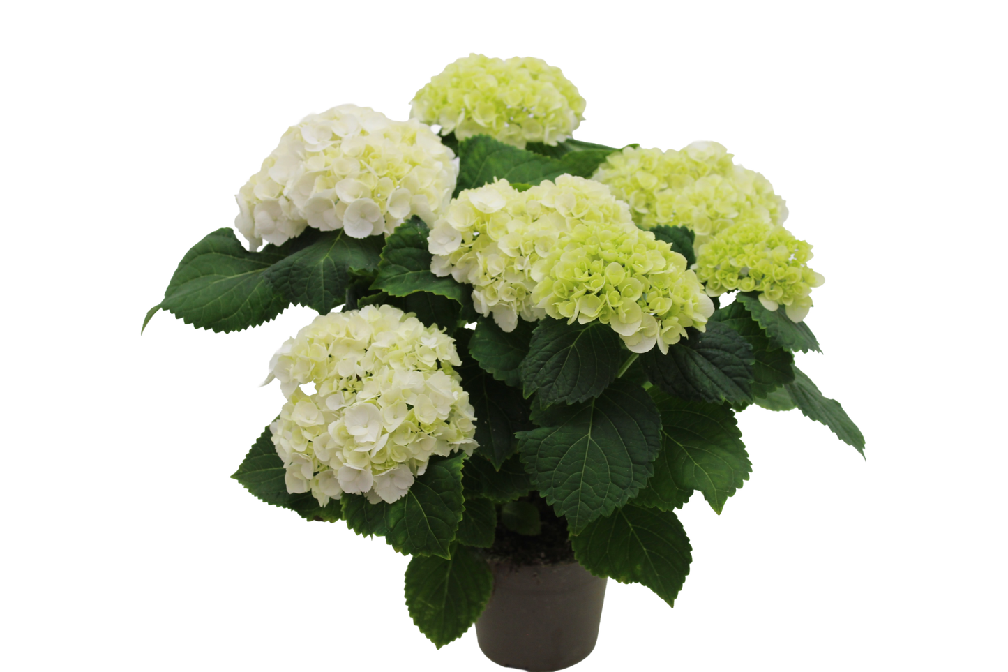 Hortensie "Mathilda"