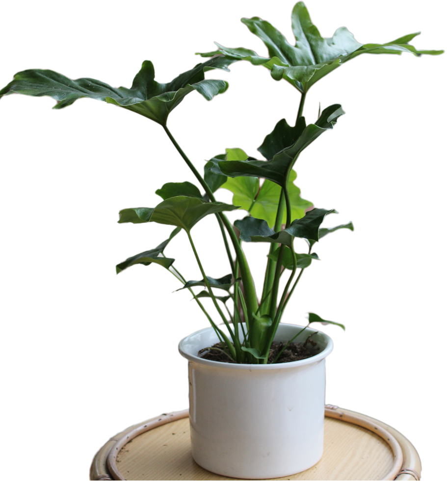 Philodendron bipinnatifidum "Maliora"