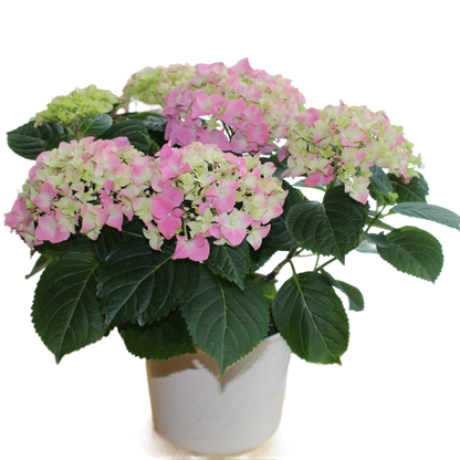 Hortensie "Mathilda"