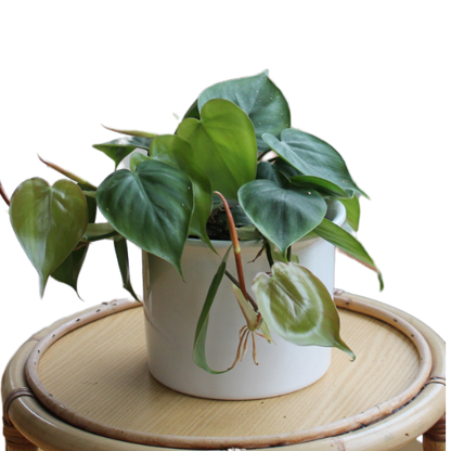 Philodendron scandens "Amea"