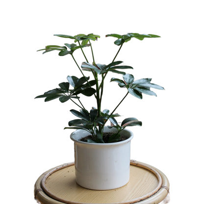 Schefflera grün "Nalea"
