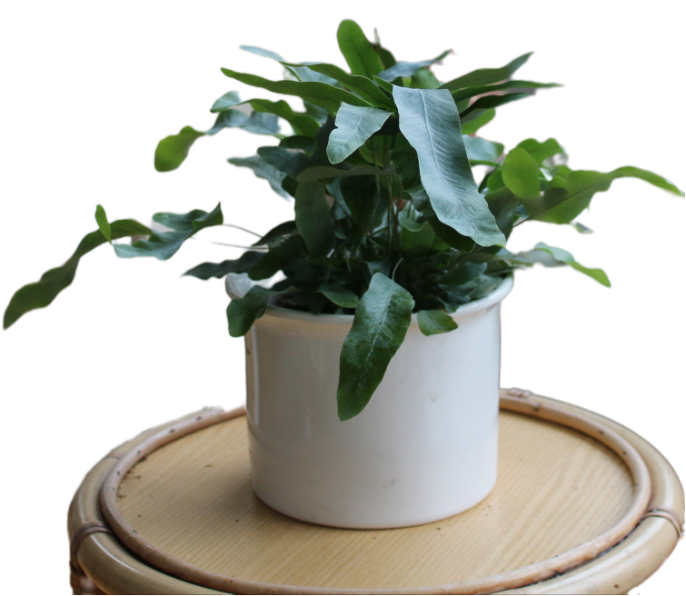 Phlebodium aureum "Azura"