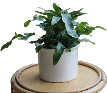 Phlebodium aureum "Azura"