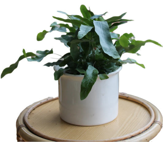 Phlebodium aureum "Azura"