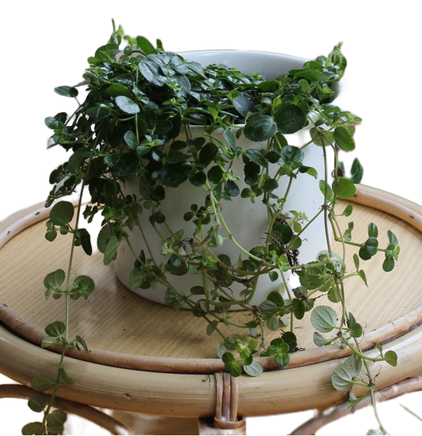 Pilea depressa "Mira"