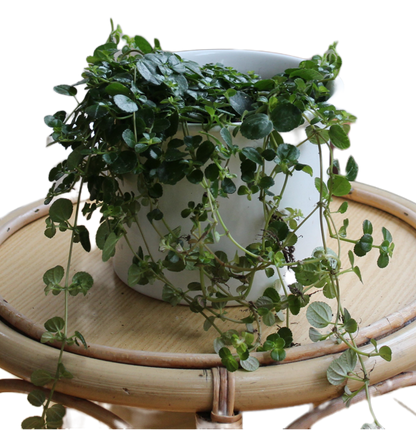 Pilea depressa "Mira"